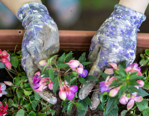 为什么门前不能种花