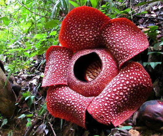 食人花可以在家里养吗