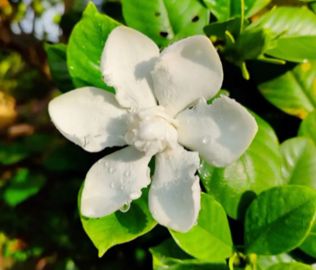 栀子花喜欢阳光晒吗