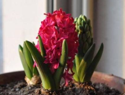 土养风信子花谢了怎么处理