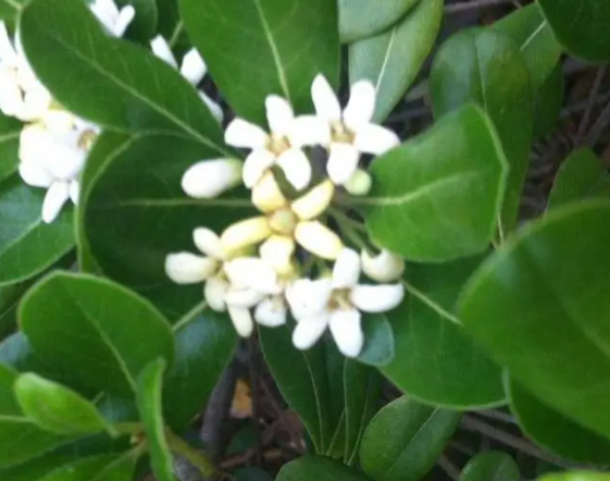 米兰花如何修剪