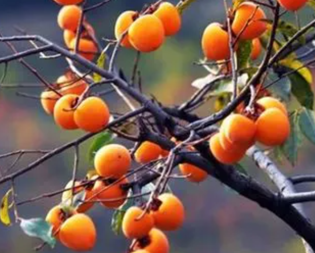 柿子树修剪与拉枝技术如何