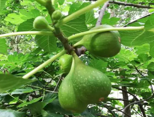 无花果树栽在院子里的哪个方位好