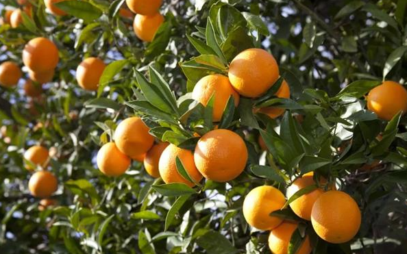 种的橘子树四年了还没结果