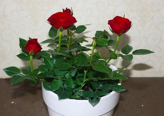 玫瑰花如何移盆