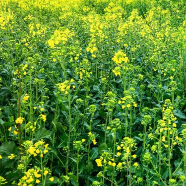 油菜花在几月份播种