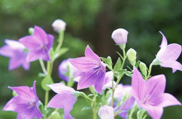 桔梗花的种植时间和种植方法