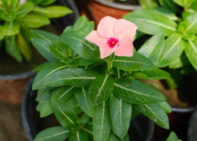 长春花的叶子越长越小