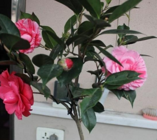 茶树能种院子里吗