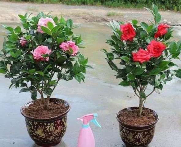 茶花换盆后缓苗期多久