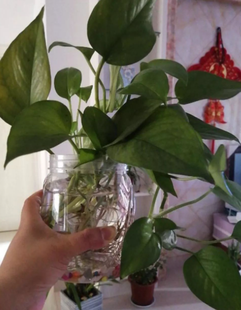 玻璃瓶种花不透气怎么办