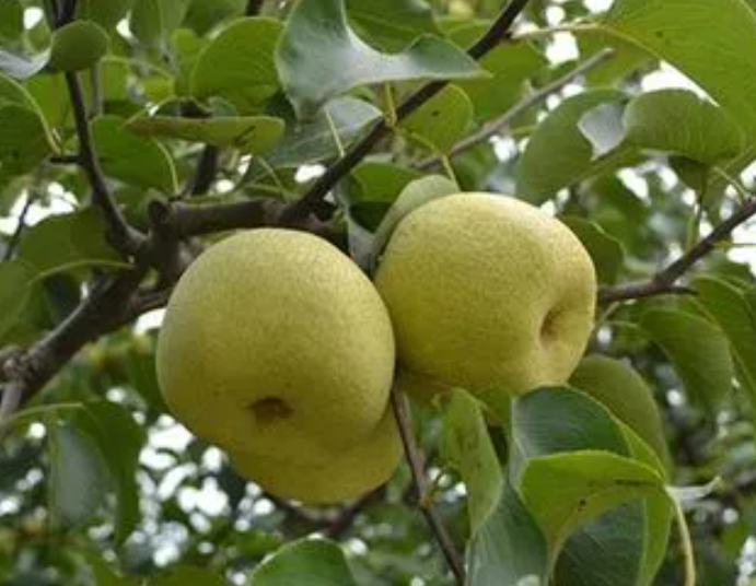梨树种在哪里比较好