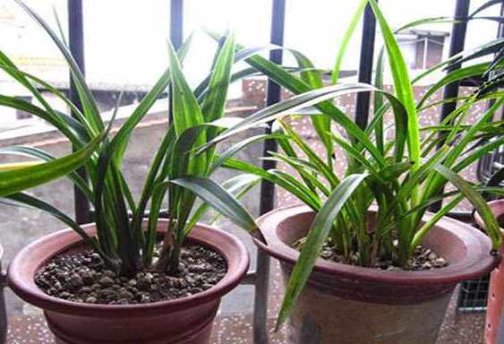 骨粉可以养兰花吗