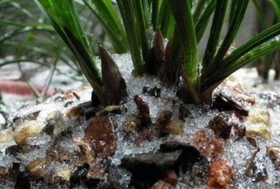 兰花冬天零下5度会冻死吗