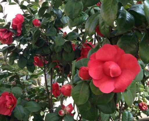 茶花种大门左右边好吗