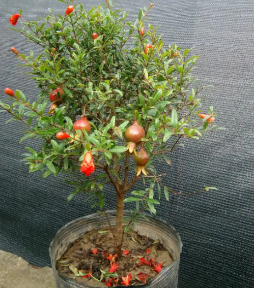 盆栽石榴和石榴树一样吗