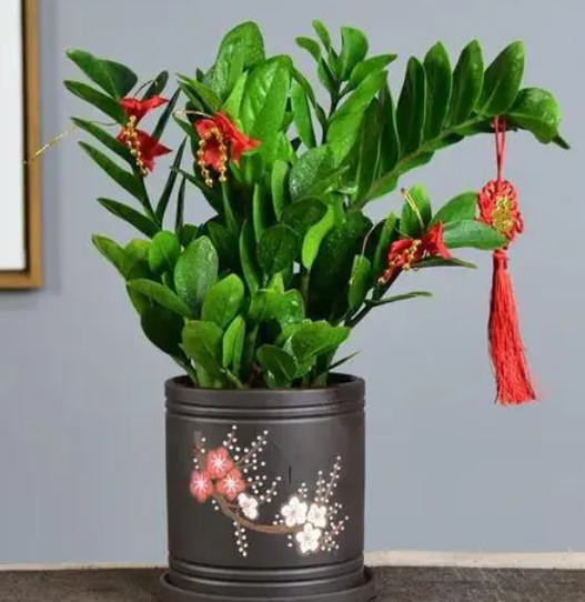 金钱树的寓意是什么