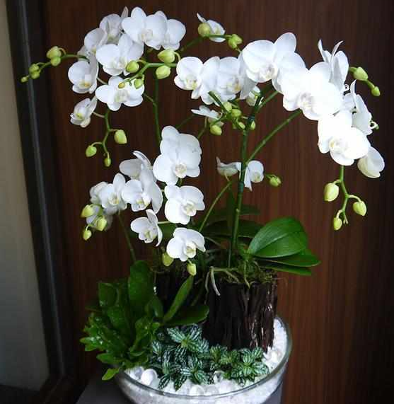 蝴蝶兰开花期间怎么处理方法