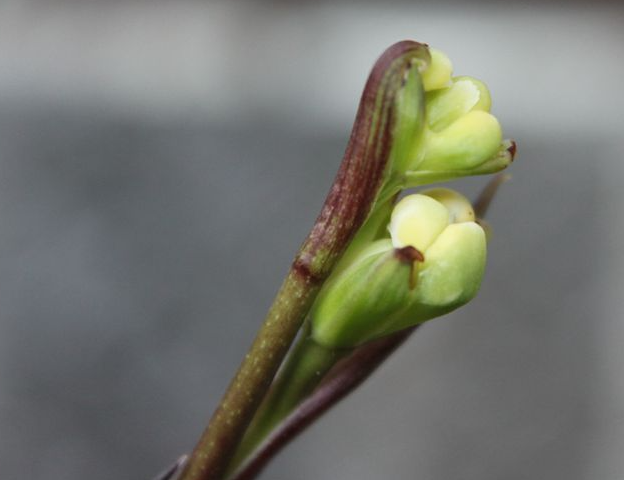 寒兰几月份花苞出土