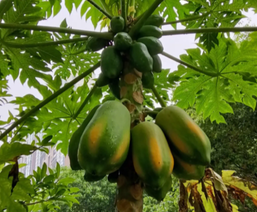 木瓜树与家庭住宅风水有关吗
