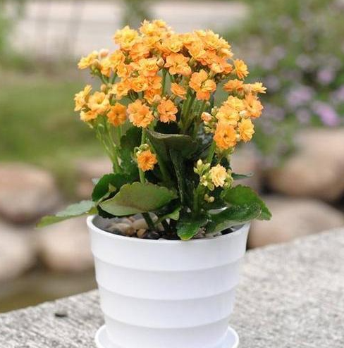 长寿花换盆后要注意什么