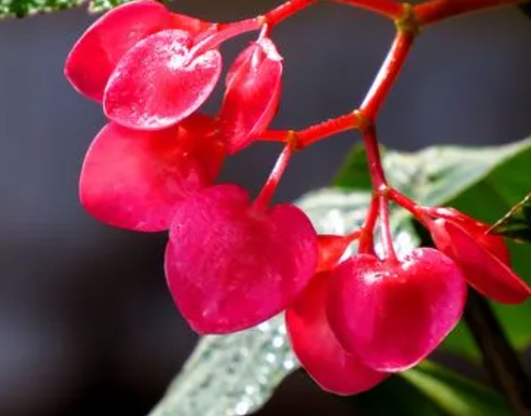 竹节海棠开花时能施肥吗