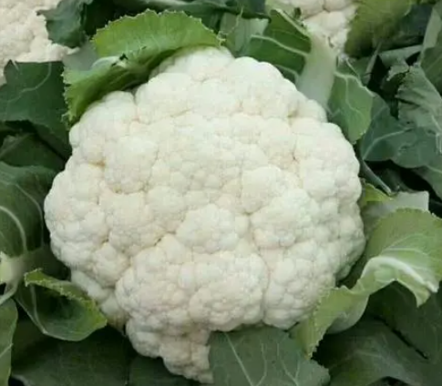 松花菜怎么施肥