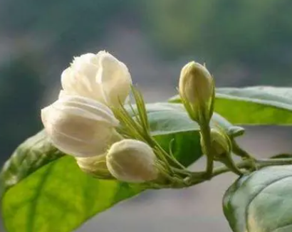 茉莉花用什么花盆合适