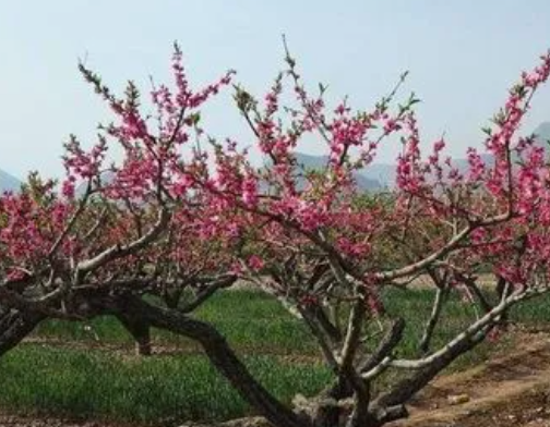 种植桃树的注意事项是什么呢