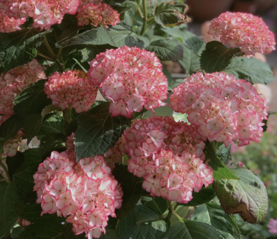 塞布丽娜绣球是新老枝开花吗