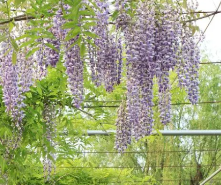 紫藤如何修剪呢