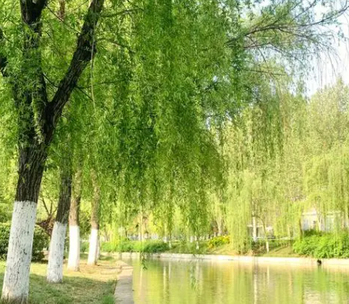 柳树生长在什么地方有什么特点