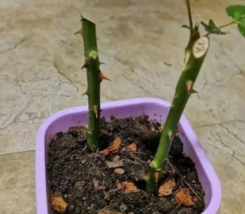 什么季节扦插月季花能成活率比较高