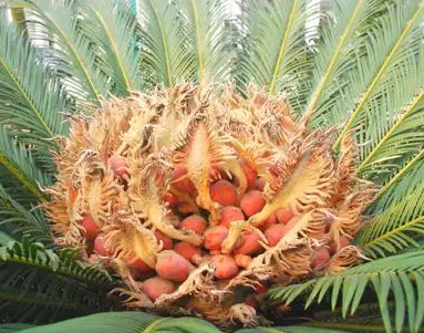 铁树种子直接埋土里会发芽吗