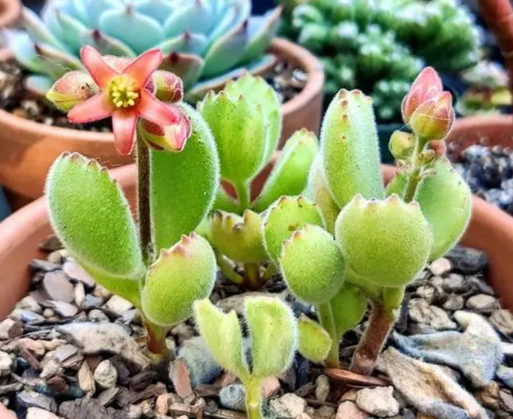 熊童子会开花吗