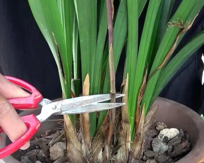 兰花如何剪枝再养