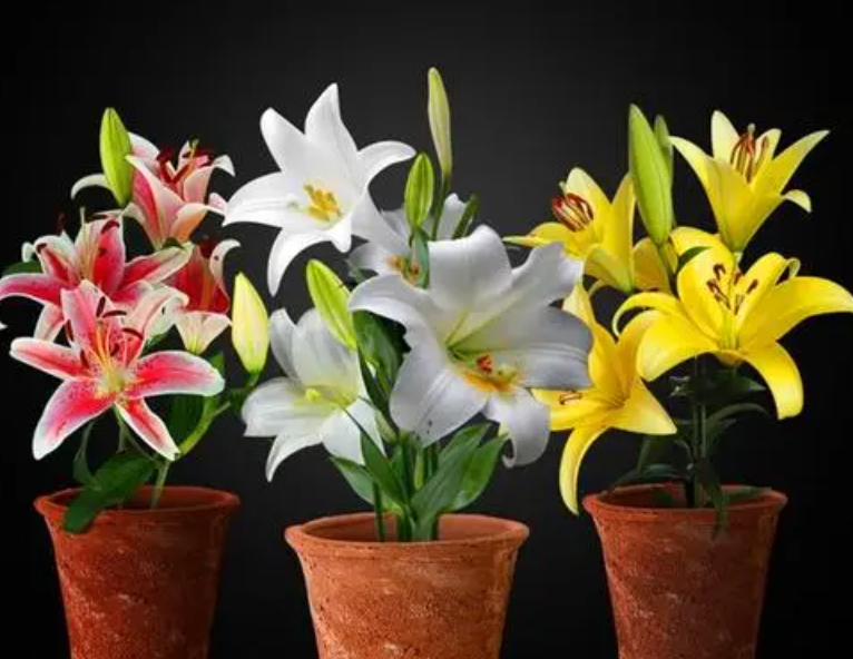 土养百合花一年开几次