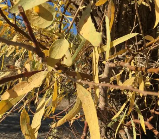 杨树叶子发黄是什么原因