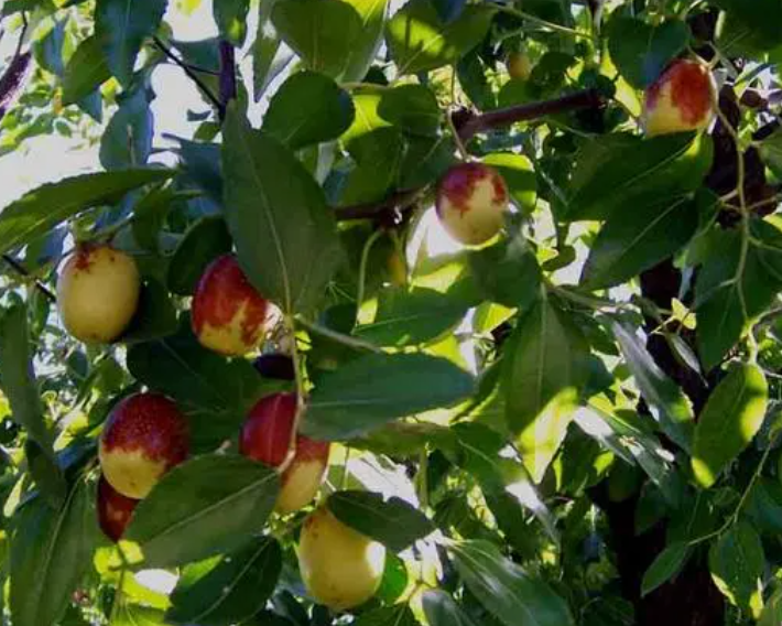 庭院枣树挂什么好