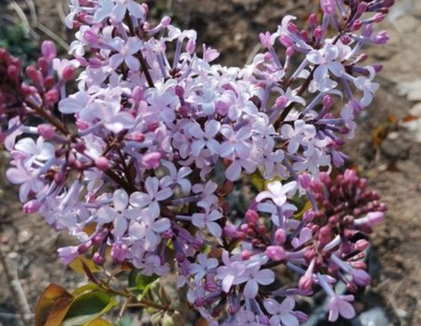 大门口种丁香树好不好