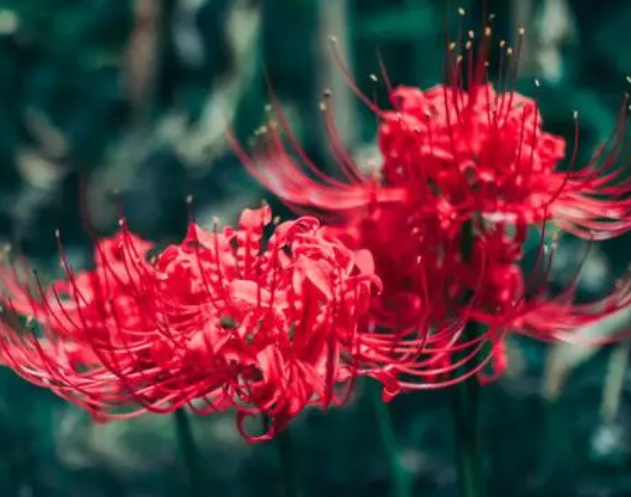 彼岸花有什么种植技巧呢