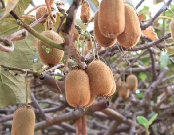 猕猴桃树寿命长吗