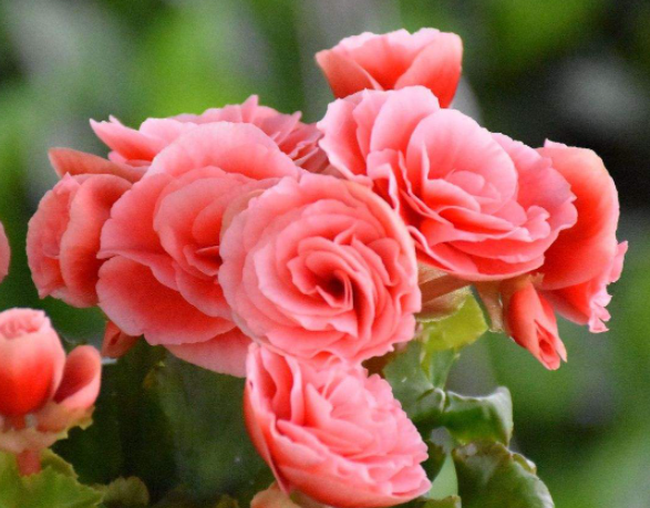 丽格海棠几月份开花