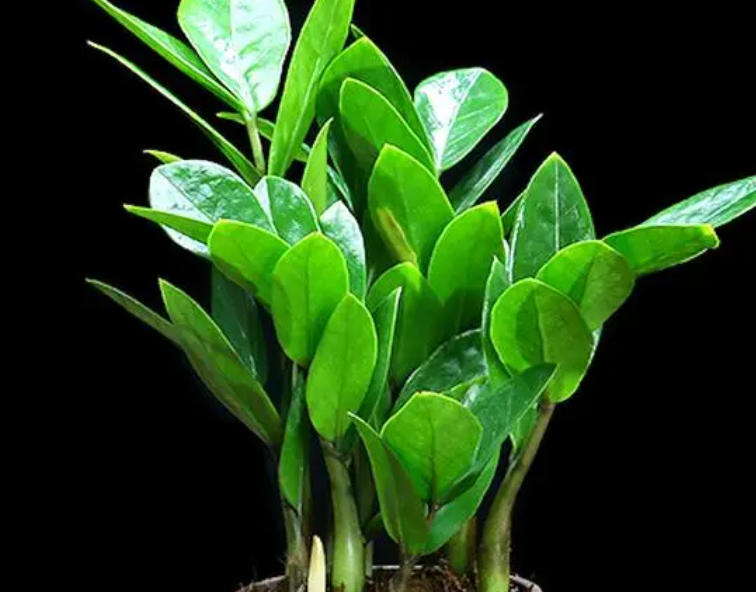 金钱树移栽应注意事项是什么呢