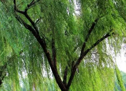 门前柳树适合种在哪里