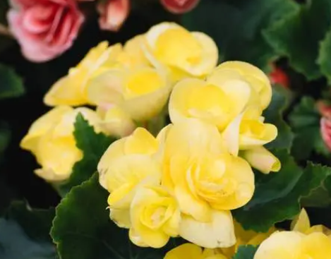 大叶海棠花的养殖修剪方法是什么呢