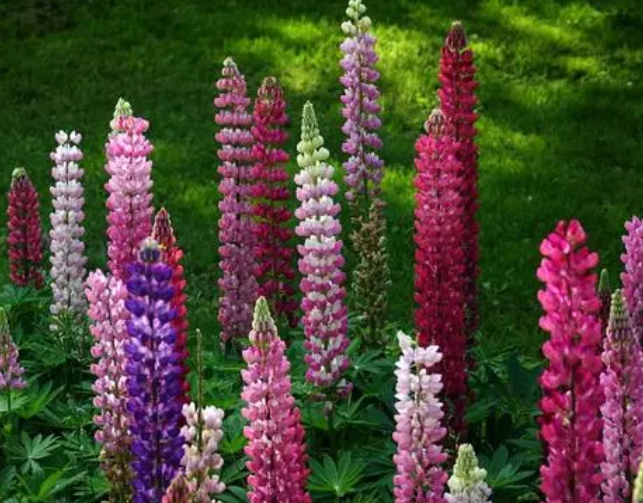 鲁冰花的种植方法是什么呢