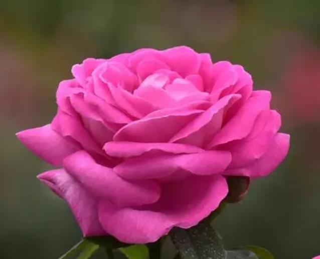 月季深玫红的花有哪些