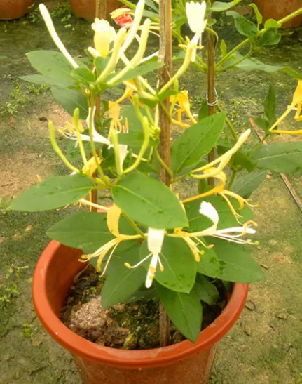 金银花藤怎么移栽