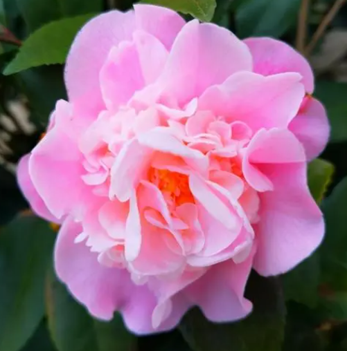 烈香茶花耐寒吗